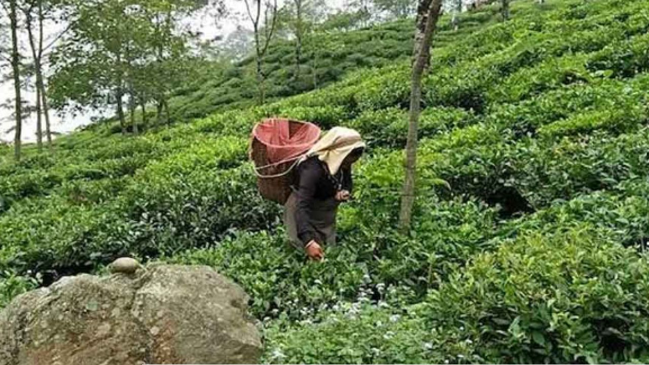 সংকটে ‘ফার্স্ট ফ্লাশ’! খরা আর পোকার হানায় বিপন্ন উত্তরের চা শিল্প