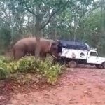 শুঁড় দিয়ে আস্ত গাড়ি ঠেলল ‘বাহুবলী’ রামলাল!  হাতির হানায় ২৪ ঘণ্টায় মৃত ২