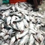 বড় ইলিশ এবার হাতের নাগালে? ডায়মন্ড হারবারে জোগান বাড়তেই খুশির হাওয়া বাংলায়