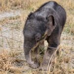 Elephant Cub: মাঝিদের তৎপরতায় উত্তাল তিস্তায় উদ্ধার হস্তিশাবক