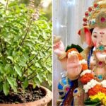 Ganesh Chaturthi 2026: গণেশপুজোয় মোদক-দূর্বা থাকলেও তুলসী নয় কেন? জানুন বাপ্পাকে ঘিরে সেই পৌরাণিক কাহিনি
