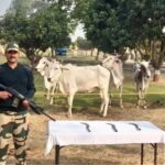 সীমান্তে রণক্ষেত্র! গোরু পাচার রুখতে গিয়ে বিএসএফ-গ্রামবাসী সংঘর্ষ, রায়গঞ্জে চরম উত্তেজনা