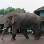 ভোটের লাইনে ‘রামলাল’! ঝাড়গ্রামে দাঁতালের দাপট সামলাতে বনদপ্তরের কড়া নজরদারি