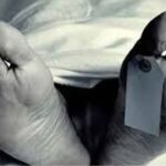 ভুট্টা খেতে উদ্ধার বৃদ্ধের নলিকাটা দেহ! গোয়ালপোখরে নৃশংস হত্যাকাণ্ডে দানা বাঁধছে রহস্য