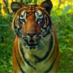 দীর্ঘ প্রতীক্ষার অবসান! ফের বাঘের গর্জনে কাঁপবে উত্তরবঙ্গ, বক্সার পুরনো গৌরব ফেরাতে মোক্ষম চাল কেন্দ্রের