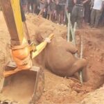 কুয়োর গভীরে ছটফট করছে সন্তান, শুঁড় বাড়িয়েও পেল না নাগাল! ঝাড়গ্রামে মা-হাতির চোখের সামনেই মর্মান্তিক পরিণতি