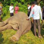 ফলের বাগান বাঁচাতে পাতা হয়েছিল মরণফাঁদ! ঝাড়গ্রামে হাতির মর্মান্তিক মৃত্যুর পর রাজস্থান থেকে পাকড়াও হোমস্টে মালিক