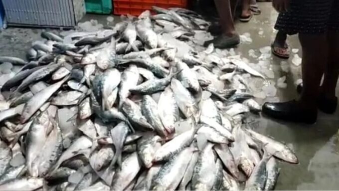 বড় ইলিশ এবার হাতের নাগালে? ডায়মন্ড হারবারে জোগান বাড়তেই খুশির হাওয়া বাংলায়
