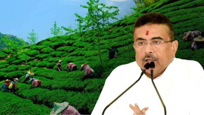 অসমের পথেই হাঁটার আর্জি, ক্ষুদ্র চা চাষিদের কেন্দ্রের পোর্টালে যুক্ত করতে শুভেন্দুর দ্বারস্থ সংগঠন