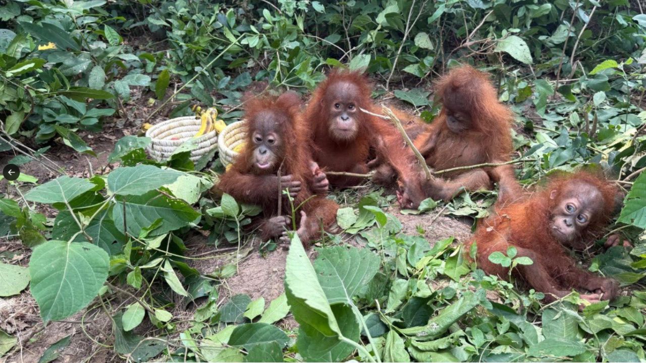 Orangutang Bengal : ওরাংওটাং পাচারে বাংলা যোগ! দিঘায় আটক তিন